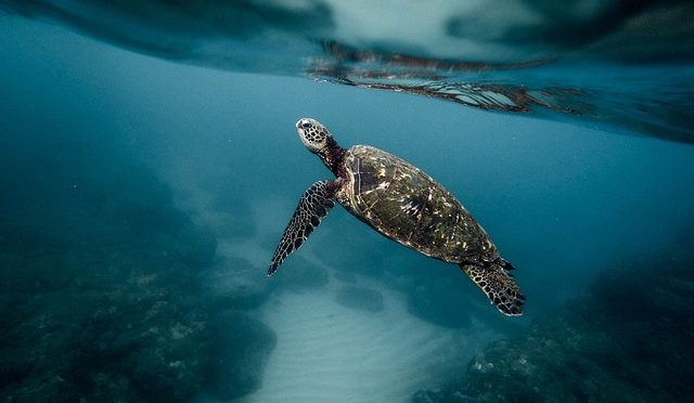 Comment proteger les oceans et les especes marines menacees